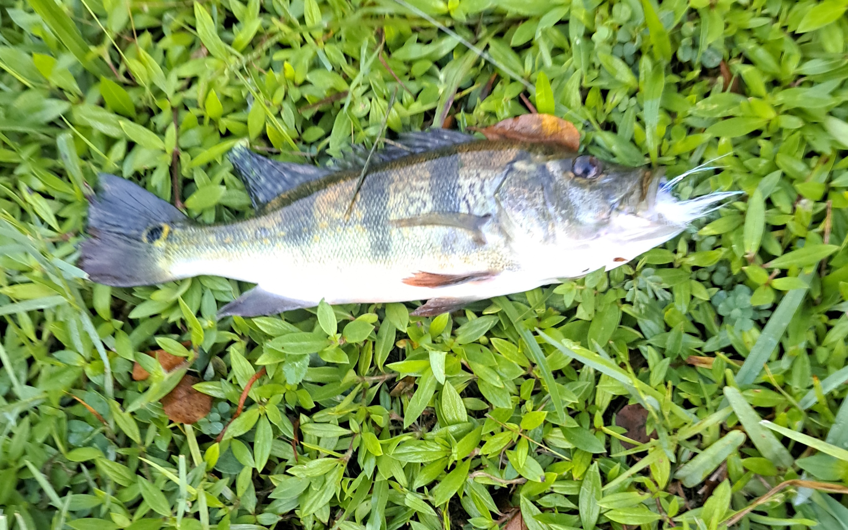 Peacock Bass on EP Ghost Minnow